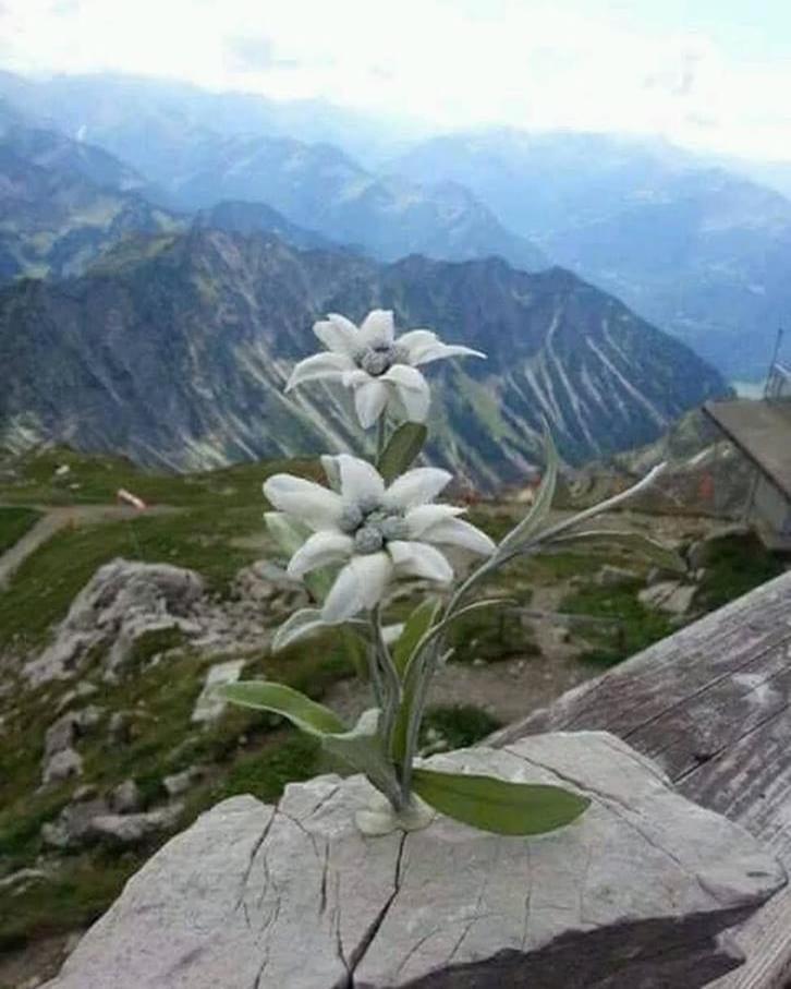 Mes Lastei Appartement Campitello di Fassa Buitenkant foto