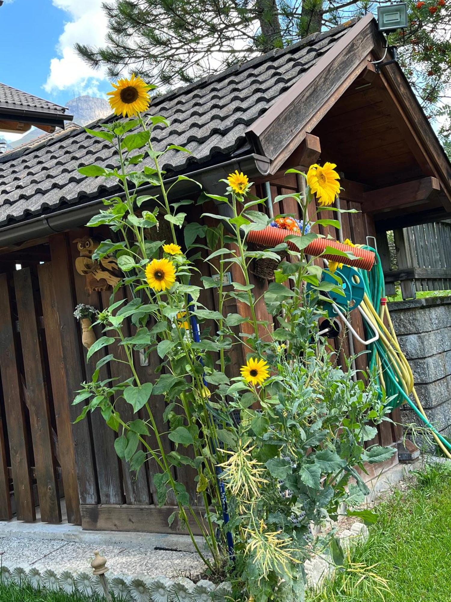 Mes Lastei Appartement Campitello di Fassa Buitenkant foto